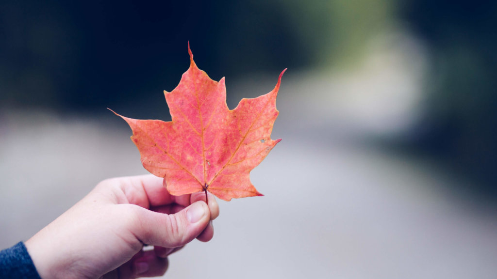 Person Holding Canadian Leaf by donnie rosie on unsplash