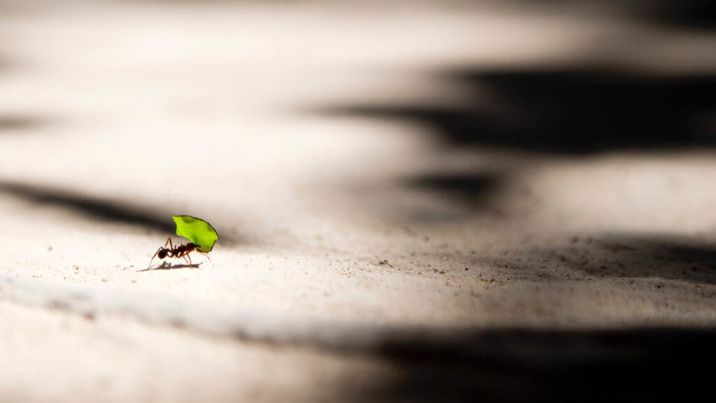 Ants Carrying Leaf on the Ground by vlad tchompalov on unsplash