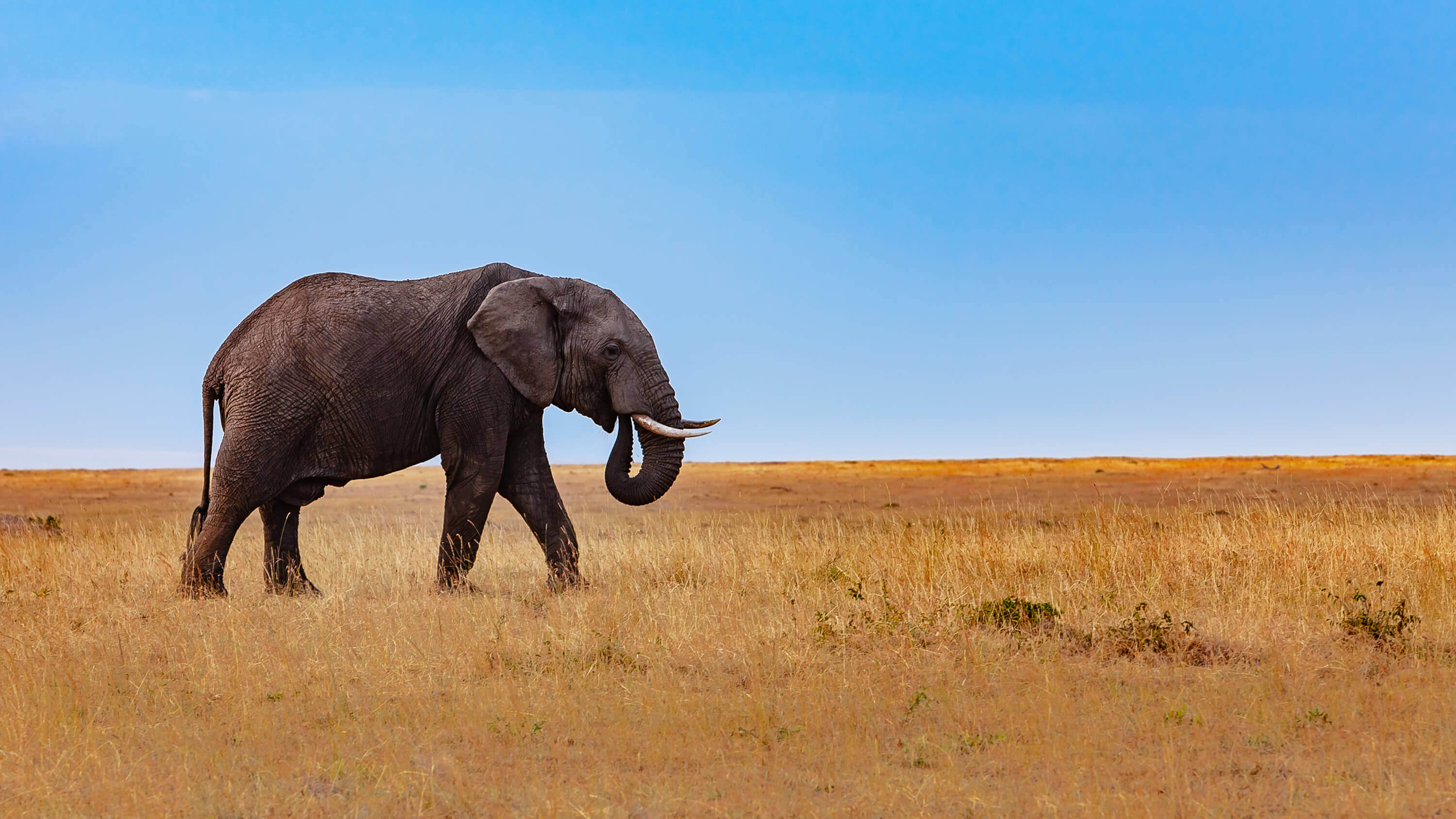 The Elephant in the RRSP Planning Room - PWL Capital